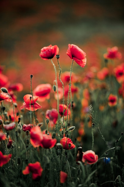 Flores de amapola en la naturaleza