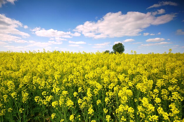 Flores amarillas en un campo con nubes