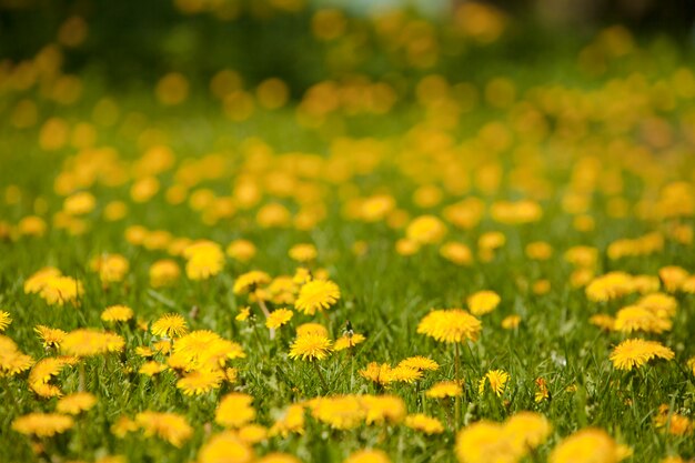 Flores amarillas en el césped 