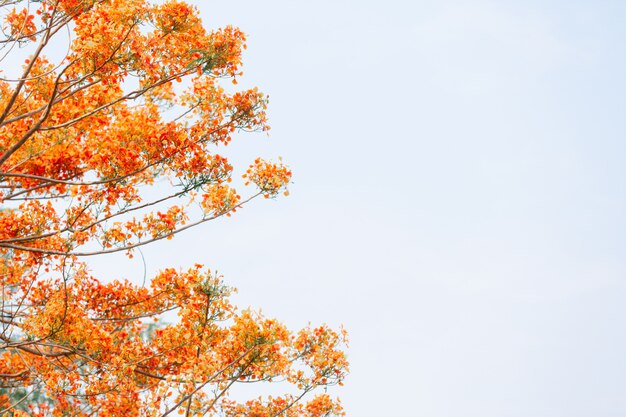 Flores amarillas en el cielo.