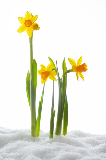 Flores amarillas creciendo en la nieve