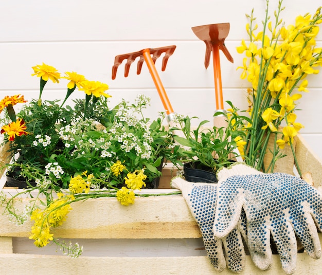 Flores amarillas y equipamiento de jardín en caja de madera.