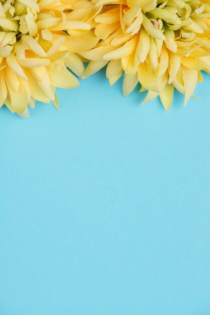 Flores amarillas y fondo azul con espacio de copia