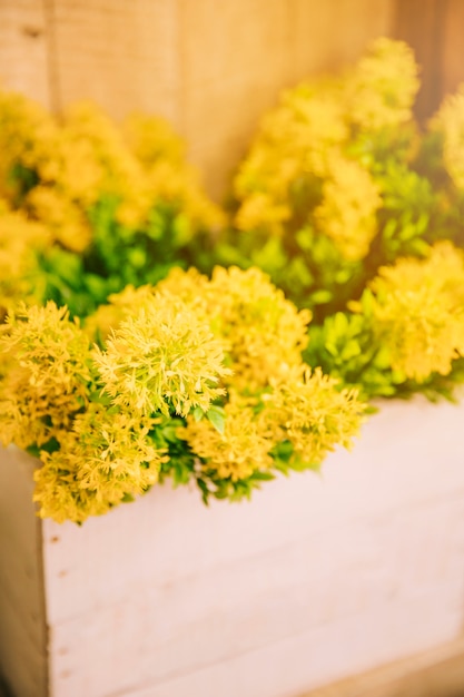 Flores amarillas frescas en el cajón de madera.