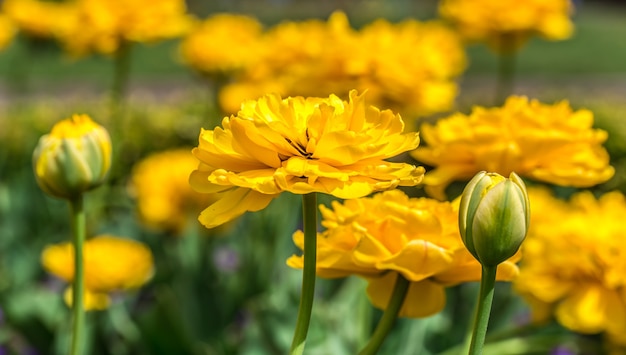 Flores amarillas en el jardín.