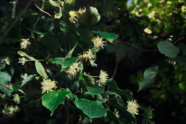 Flores amarillas lima de Tilia cordata árbol banner primer plano enfoque selectivo Fondo horizontal para fondos de pantalla sobre el ecosistema forestal Idea de salvapantallas sobre cuestiones de cambio climático Mediados de verano