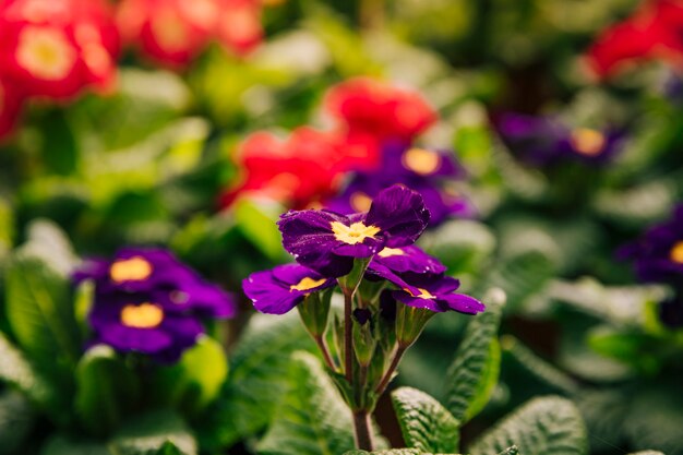 Flores amarillas y moradas en la temporada de primavera.