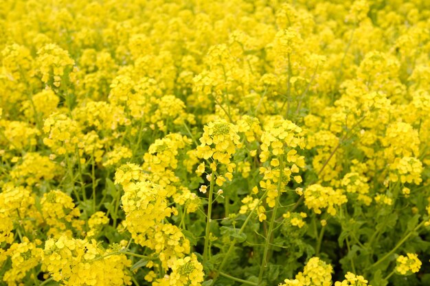 Flores amarillas que crecen una al lado de la otra durante el día