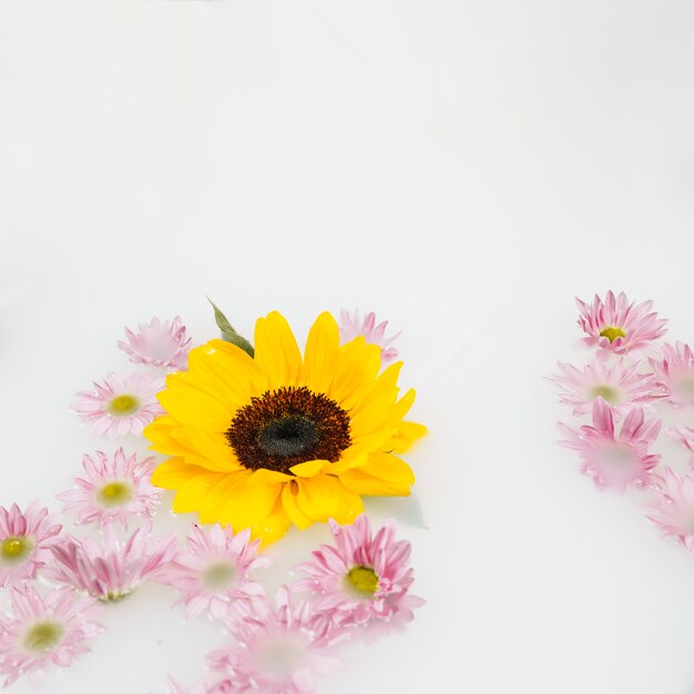 Flores amarillas y rosadas sobre fondo líquido