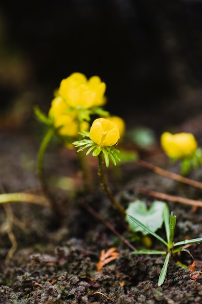 Foto gratuita flores amarillas en el suelo