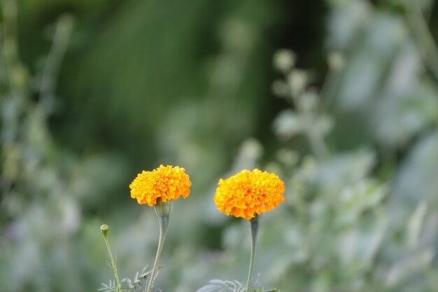 Flores amarillas