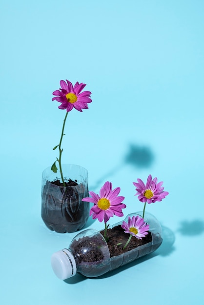 Flores de ángulo alto que crecen en botellas de plástico.