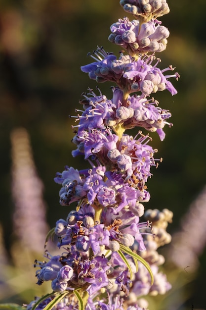 Foto gratuita flores de árbol casto vitex agnus-castus,