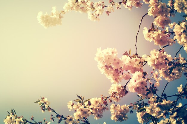 Flores de árbol de cerezo