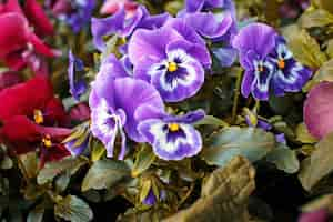 Foto gratuita flores de árboles silvestres de colores. en algún lugar del parque