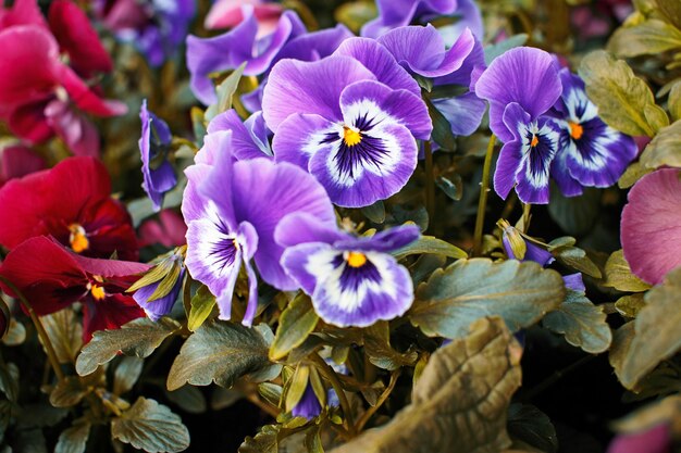 Flores de árboles silvestres de colores. en algún lugar del parque