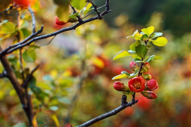 Flores de árboles silvestres de colores. en algún lugar del parque