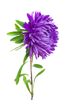 Flores aster