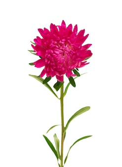 Flores aster