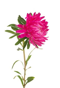 Flores aster