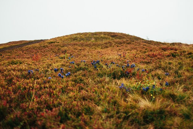 Flores azules crecen en el campo