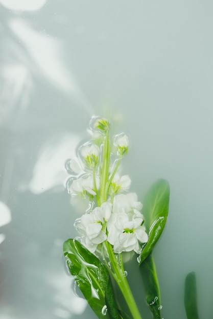 Flores blancas en el agua