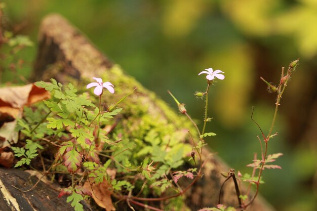 Flores blancas una al lado de la otra rodeadas de hierba verde y hojas