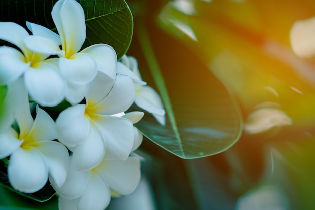 Flores blancas y amarillas del plumeria en un árbol con el fondo de la puesta del sol