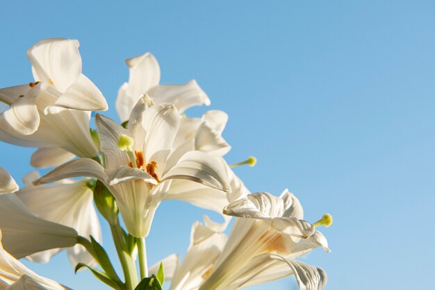 Flores blancas con ángulo bajo de fondo azul