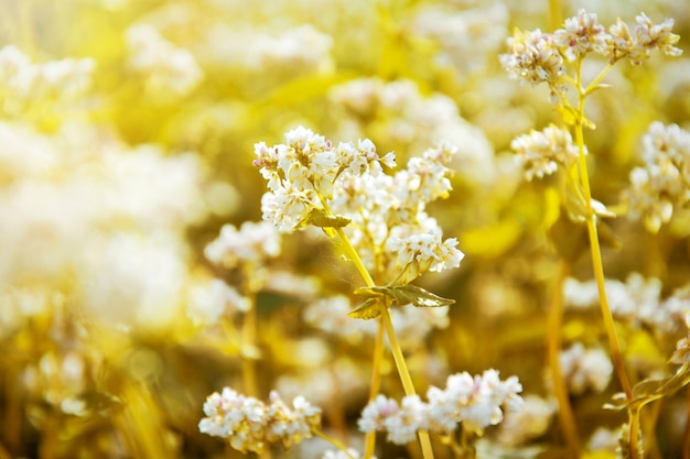 Flores blancas en el archivo en el verano.