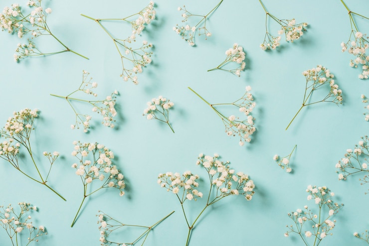 Foto gratuito flores blancas en azul