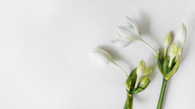 Flores blancas con brotes en fondo liso