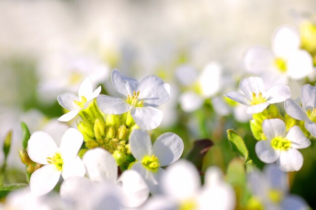 Flores blancas de cerca