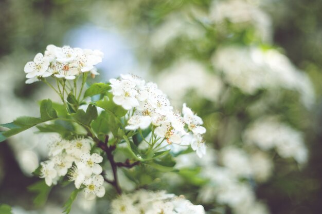 Flores blancas de cerca