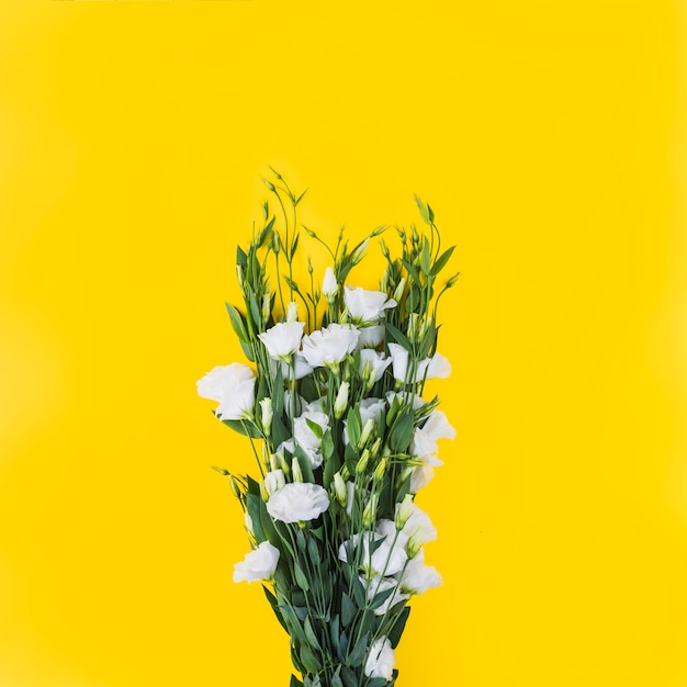 Flores blancas de eustoma sobre fondo amarillo.