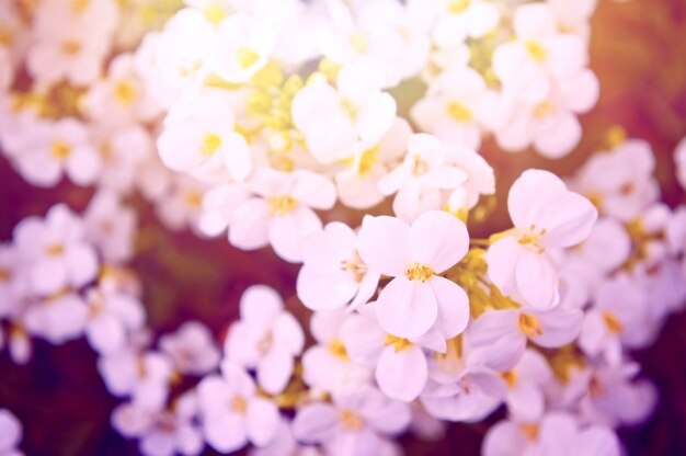 Flores blancas con un filtro morado