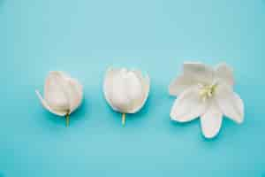 Foto gratuita flores blancas en flor sobre fondo azul.