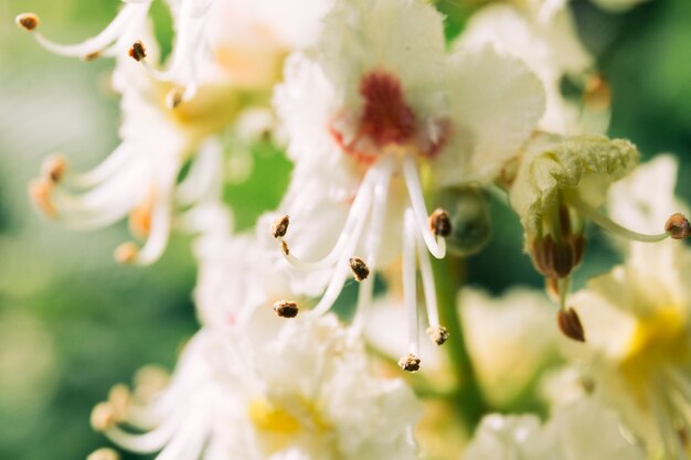 Flores blancas en flor