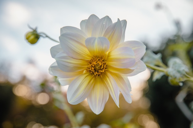 Flores blancas en flor