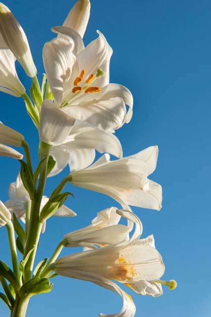 Flores blancas con fondo azul.