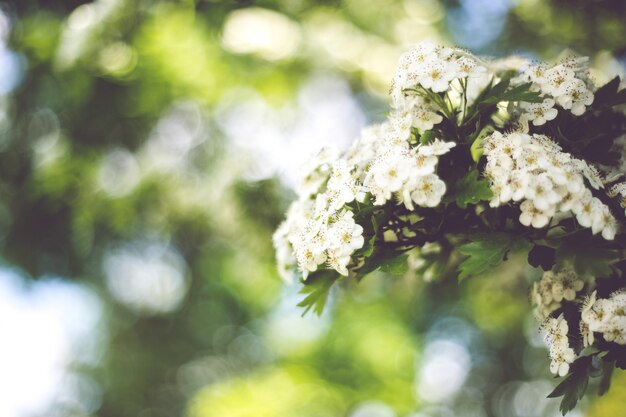 Flores blancas con el fondo desenfocado