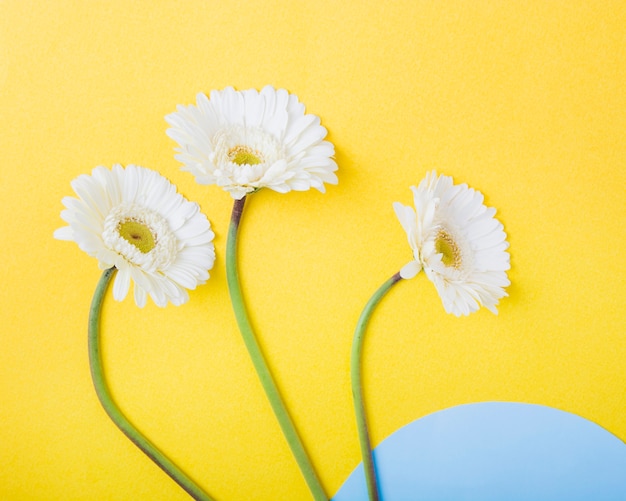 Flores blancas del gerbera en fondo amarillo