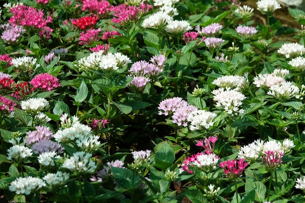 Flores blancas y moradas en un jardín