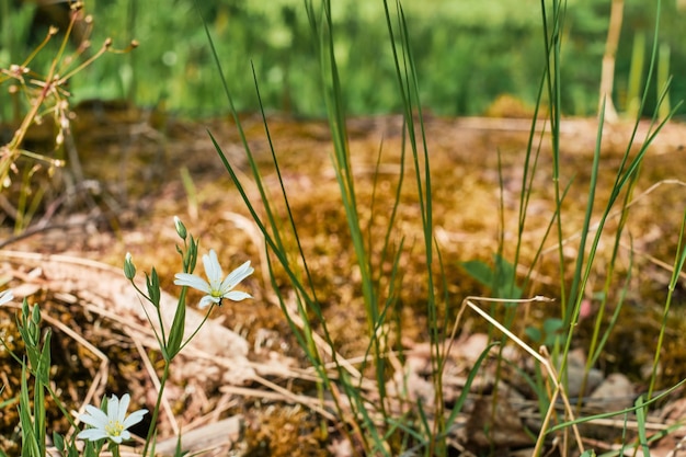 Foto gratuita flores blancas de primavera en el fondo del bosque, primer plano, enfoque selectivo en los brotes, idea de fondo de la naturaleza con espacio de copia