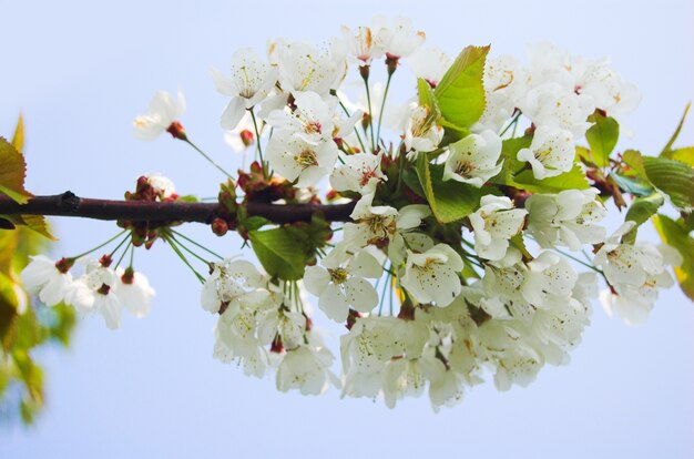 Flores blancas en una rama de árbol