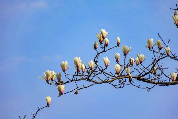 Flores blancas en una rama seca