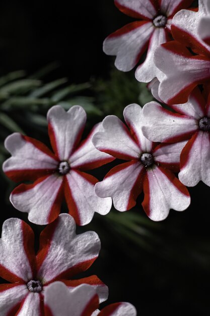 Foto gratuita flores blancas rayadas