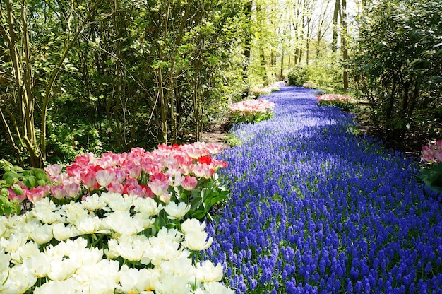 Flores blancas, rosadas y azules que se asemejan a un río rodeado de árboles.