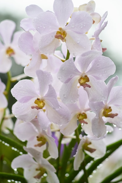 Flores blancas