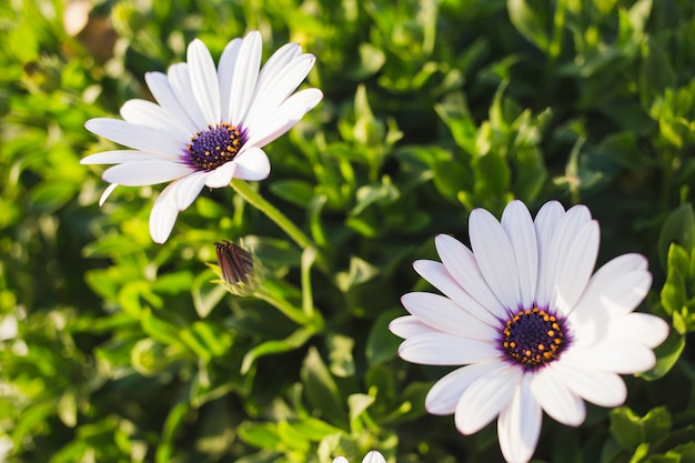 Foto gratuita flores bonitas con pétalos blancos